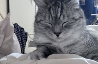 페르시안믹스 무료분양