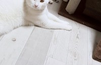 코리안 숏헤어 2마리 분양합니다