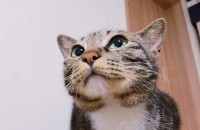 아메리칸 숏헤어 2살 여아 분양보내요~(충북)