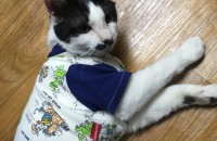 코숏 2살 남아 무료분양