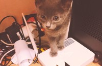 러시안블루 2개월 수컷 부산 금정구