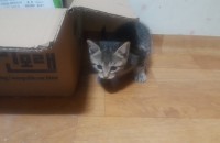 아기 고양이 분양