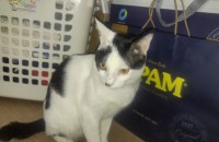 10개월과 5개월된 남아들 분양합니다..사정이 생겨서 더이상 기르지 못하게 돼었내여!!