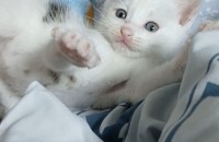 한달된 아기 유기묘  가족이 되어주세요(경남 김해)