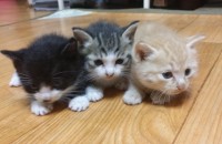 새끼,어미 고양이 분양해요~