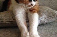 집에서 키워온 길고양이 키우실분.