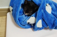 (울산)코숏 턱시도 2개월 아기고양이 입양보냅니다!