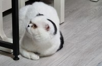 5세 중성화 못함(뱃속에 고환있음) 사람 잘따르는 스코티쉬 폴드 무료 분양합니다.