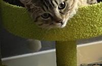 8개월 남아 개인사정으로 분양합니다..