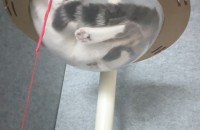 브리티쉬 롱헤어 분양합니다