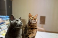 러시안 블루와 뱅갈 분양합니다.