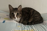 알레르기 때문에 귀염둥이 '덕팔이' 무료분양합니다ㅠㅠ