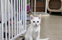 올화이트에 김붙은 정수리가 매력적이고 예쁜 아기냥이 입양해주세요