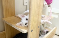 김머리가 매력적인 온순하고 얌전한 화이트 아기냥이 평생 집사 찾아요