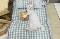 올화이트 미남 아깽이 평생 집사가 되어주세요