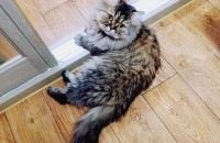 페르시안 친칠라 봉봉이 분양보냅니다. 접종o중성화o