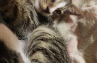 6개월 남아 3마리 분양합니다.