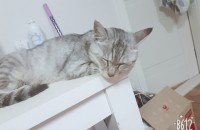 아메리칸 숏헤어