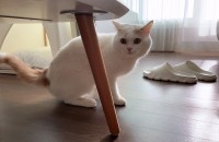 울산 브숏 남아 3살