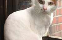 (중성화완료)-서울-코숏성묘 무료분양