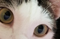 코숏 분양합니다