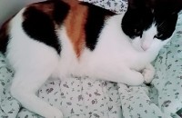 고양이 무료분양합니다.