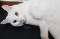 두마리 무료분양합니다