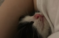 생후 1개월된 애기 고양이 예쁘게 키워주세요 ㅠㅠ