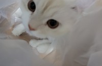 페르시안 고양이 평생 가족을 찾아요