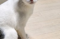 안녕하세요. 두부의 새가족을 찾습니다.