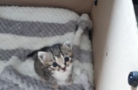 아기  고양ㅇㅣ  분양해요