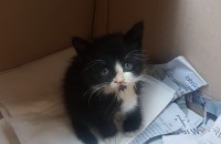 코숏 귀여운 아기고양이 (개냥이)보고가세요! ♡
