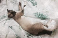 세상에서 가장 이쁜 샴믹스 분양합니다.