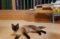 샴 2마리(엄마 예삐,딸 밀키)