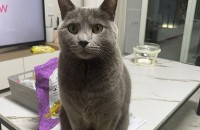 고양이 무료분양