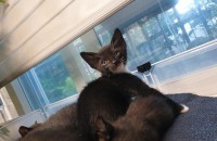 2개월 턱시도 새끼 고양이 분양합니다