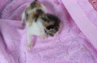 새끼 고양이 1마리 분양해드려요 .