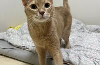 개냥이 아비시니안 믹스 남자 아이 입양보냅니다 ????♥️