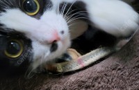 고양이 모자 분양합니다