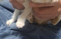 동두천지역아기고양이무료분양합니다