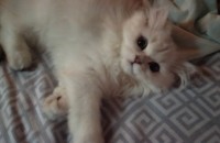 페르시안친칠라