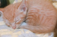 한달된집  고양이/광주