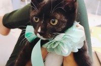 턱시도 아기 고양이 분양 합니다