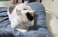 췌장암 수술로 인해 1살 남아 한국고양이를 입양보내려고 합니다