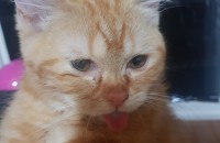 먼치킨 롱레그 4개월 남 무료분양 합니다