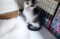 다다자매의 묘연을 찾습니다 !!