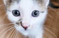 애교둥이 다나 다솔이의 평생 가족을 찾습니다 :-)