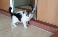 2개월된 남아(코숏)