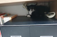 3개월 턱시도블랙 남아(코숏)