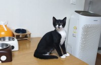 4개월된 남아(턱시도 블랙, 2차접종/건겅검진 완료, 인천 소래포구) 010-9932-3499